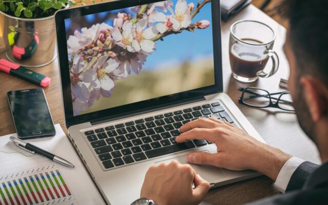 Férfi laptopon dolgozik az íróasztalnál, a képernyőn virágzó faág fotója látható