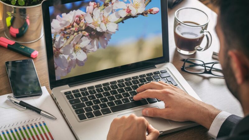 Férfi laptopon dolgozik az íróasztalnál, a képernyőn virágzó faág fotója látható